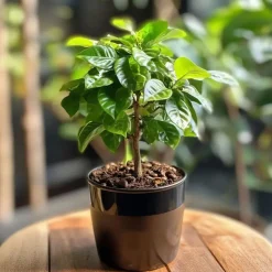 Koffieplant - Coffea arabica - Hoogte 25-40cm - ⌀12cm