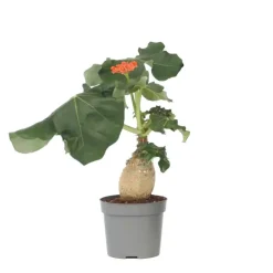 Koraalplant - Jatropha podagrica - Hoogte 25-45cm - ⌀13cm