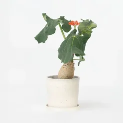 Koraalplant - Jatropha podagrica - Hoogte 25-45cm - ⌀13cm