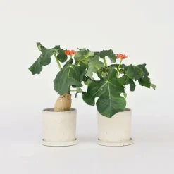 Koraalplant - Set van 2 - Jatropha podagrica - Hoogte 25-45cm - ⌀13cm