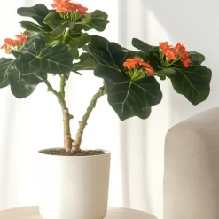 Koraalplant - Set van 2 - Jatropha podagrica - Hoogte 25-45cm - ⌀13cm