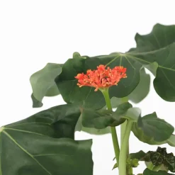 Koraalplant - Set van 2 - Jatropha podagrica - Hoogte 25-45cm - ⌀13cm