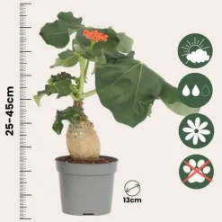 Koraalplant - Set van 2 - Jatropha podagrica - Hoogte 25-45cm - ⌀13cm