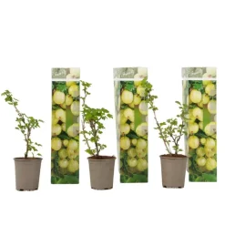 Kruisbes - Set van 3 - Ribes uva- crispa - Hoogte 25-40cm - ⌀9cm