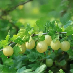 Kruisbes - Set van 3 - Ribes uva- crispa - Hoogte 25-40cm - ⌀9cm