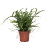 Krulvaren - Nephrolepis 'Duffii' - Hoogte 25-40cm - ⌀12cm
