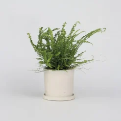 Krulvaren - Nephrolepis 'Duffii' - Hoogte 25-40cm - ⌀12cm