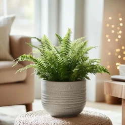 Krulvaren - Nephrolepis 'Duffii' - Hoogte 25-40cm - ⌀12cm