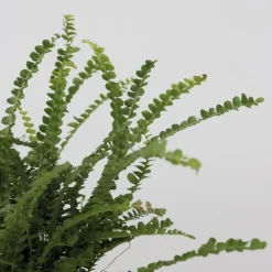 Krulvaren - Nephrolepis 'Duffii' - Hoogte 25-40cm - ⌀12cm