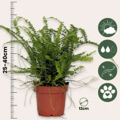 Krulvaren - Nephrolepis 'Duffii' - Hoogte 25-40cm - ⌀12cm
