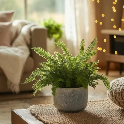 Krulvaren - Nephrolepis 'Duffii' - Hoogte 25-40cm - ⌀12cm