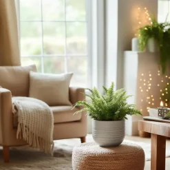 Krulvaren - Nephrolepis 'Duffii' - Hoogte 25-40cm - ⌀12cm