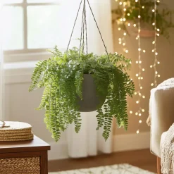 Krulvaren - Nephrolepis 'Duffii' - Hoogte 25-40cm - ⌀12cm