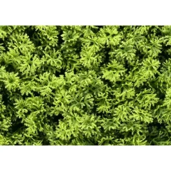 Kunsthaag wandpanelen - Mospaneel heldergroen - 100x100 cm