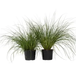 Lampenpoetersgras - Set van 2 - Pennisetum 'Hameln' - Hoogte 20-30cm - ⌀23cm