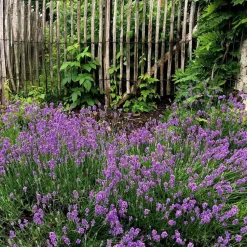 Lavendel - Set van 12 - Lavandula angustifolia - Hoogte 10-15cm - ⌀10,5cm