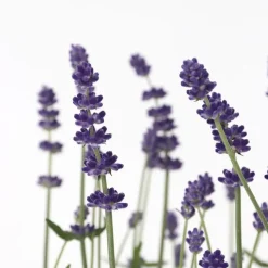 Lavendel - Set van 12 - Lavandula angustifolia - Hoogte 10-15cm - ⌀10,5cm