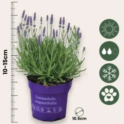 Lavendel - Set van 12 - Lavandula angustifolia - Hoogte 10-15cm - ⌀10,5cm