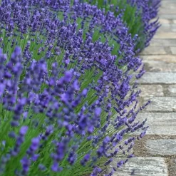 Lavendel - Set van 12 - Lavandula angustifolia - Hoogte 10-15cm - ⌀10,5cm