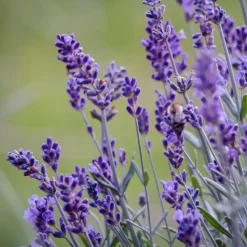 Lavendel - Set van 12 - Lavandula angustifolia - Hoogte 10-15cm - ⌀10,5cm