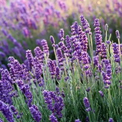 Lavendel - Set van 12 - Lavandula angustifolia - Hoogte 10-15cm - ⌀10,5cm
