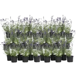 Lavendel - Set van 36 - Lavandula angustifolia - Hoogte 10-15cm - ⌀10,5cm