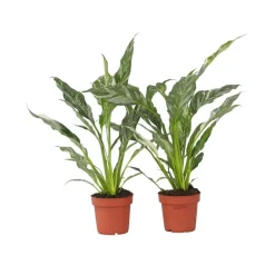 Lepelplant - Set van 2 - Spathiphyllum 'Diamond' - Hoogte 40-50cm - ⌀12cm