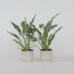 Lepelplant - Set van 2 - Spathiphyllum 'Diamond' - Hoogte 40-50cm - ⌀12cm