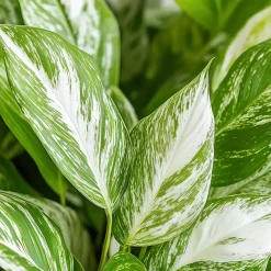 Lepelplant - Set van 2 - Spathiphyllum 'Diamond' - Hoogte 40-50cm - ⌀12cm