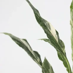 Lepelplant - Set van 2 - Spathiphyllum 'Diamond' - Hoogte 40-50cm - ⌀12cm