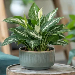 Lepelplant - Set van 2 - Spathiphyllum 'Diamond' - Hoogte 40-50cm - ⌀12cm