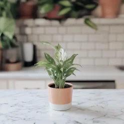 Lepelplant - Set van 2 - Spathiphyllum 'Diamond' - Hoogte 40-50cm - ⌀12cm