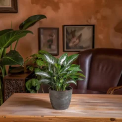 Lepelplant - Set van 2 - Spathiphyllum 'Diamond' - Hoogte 40-50cm - ⌀12cm