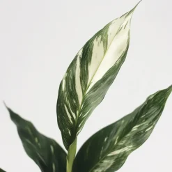 Lepelplant - Set van 2 - Spathiphyllum 'Diamond' - Hoogte 40-50cm - ⌀12cm