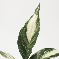 Lepelplant - Set van 2 - Spathiphyllum 'Diamond' - Hoogte 40-50cm - ⌀12cm