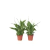 Lepelplant - Set van 2 - Spathiphyllum 'Torelli' - Hoogte 30-45cm - ⌀12cm