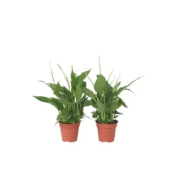 Lepelplant - Set van 2 - Spathiphyllum 'Torelli' - Hoogte 30-45cm - ⌀12cm