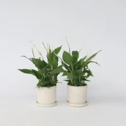 Lepelplant - Set van 2 - Spathiphyllum 'Torelli' - Hoogte 30-45cm - ⌀12cm