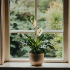 Lepelplant - Set van 2 - Spathiphyllum 'Torelli' - Hoogte 30-45cm - ⌀12cm