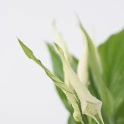 Lepelplant - Set van 2 - Spathiphyllum 'Torelli' - Hoogte 30-45cm - ⌀12cm