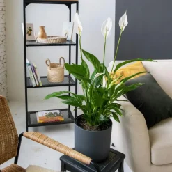 Lepelplant - Set van 2 - Spathiphyllum 'Torelli' - Hoogte 30-45cm - ⌀12cm