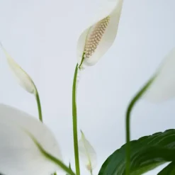 Lepelplant - Set van 2 - Spathiphyllum 'Torelli' - Hoogte 30-45cm - ⌀12cm