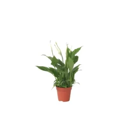 Lepelplant - Spathiphyllum 'Torelli' - Hoogte 30-45cm - ⌀12cm