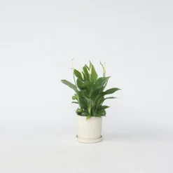 Lepelplant - Spathiphyllum 'Torelli' - Hoogte 30-45cm - ⌀12cm