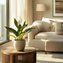 Lepelplant - Spathiphyllum 'Torelli' - Hoogte 30-45cm - ⌀12cm