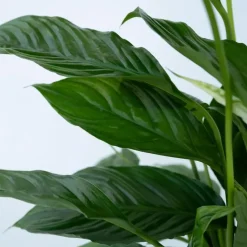 Lepelplant - Spathiphyllum 'Torelli' - Hoogte 30-45cm - ⌀12cm