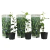 Limoenboom - Set van 3 - Citrus aurantifolia - Hoogte 25-40cm - ⌀9cm