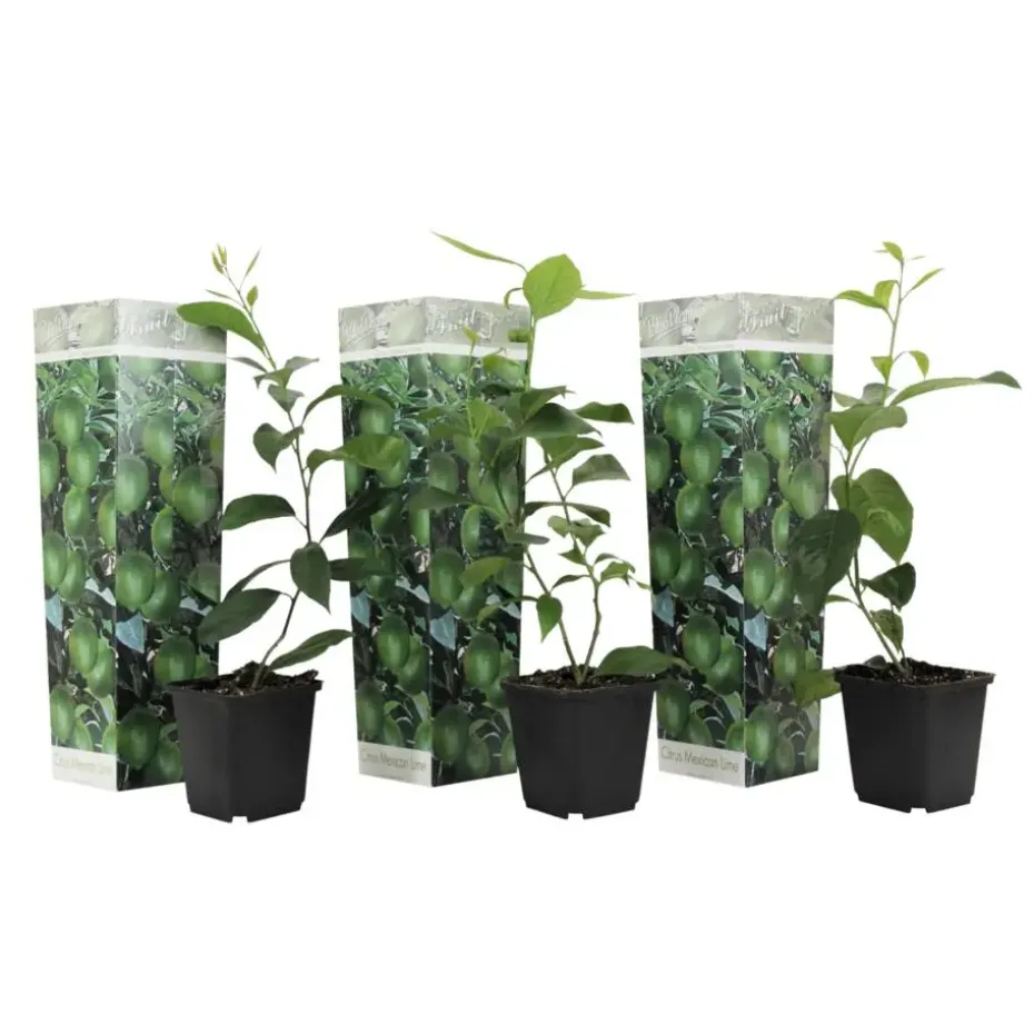 Limoenboom - Set van 3 - Citrus aurantifolia - Hoogte 25-40cm - ⌀9cm