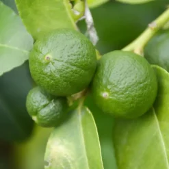 Limoenboom - Set van 3 - Citrus aurantifolia - Hoogte 25-40cm - ⌀9cm