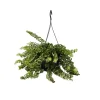 Lippenstiftplant - Aeschynanthus pulcher - Hoogte 20-30cm - ⌀15cm